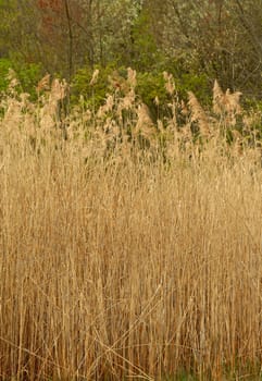 Some Tall reed plants
