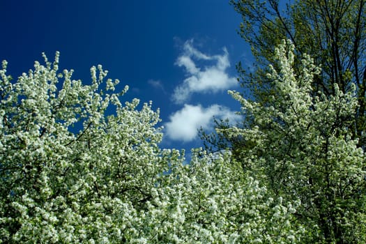 Spring trees and blue sky image