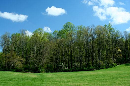 Spring trees with blue sky and grass