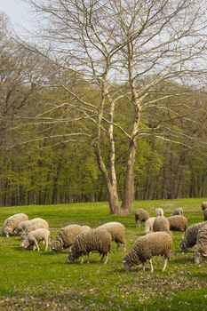 Flock of sheep grazing in meadow