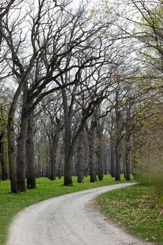 Walkway between trees in park