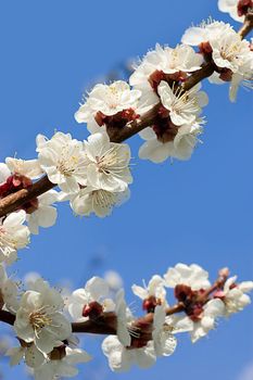 Cherry blossoms over blue sky