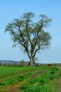 A Lone tree in a field