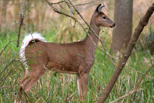 White-tailed Deer Odocoileus virginianus doe in marsh grass