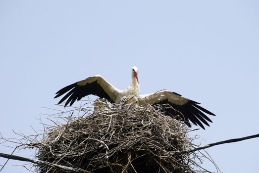 Stork family on the nest