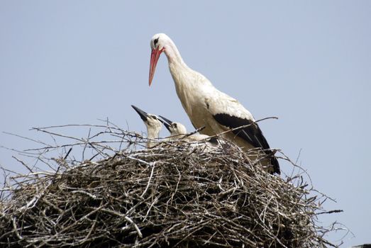 Stork family on the nest