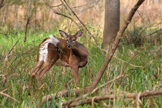 White-tailed Deer Odocoileus virginianus doe in marsh grass