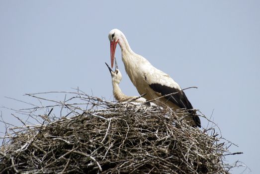 Stork family on the nest