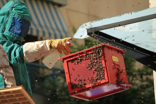 swarm and bees