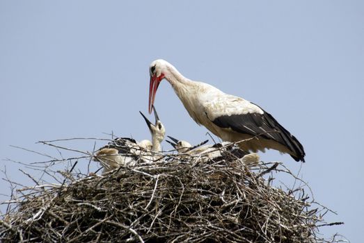 Stork family on the nest