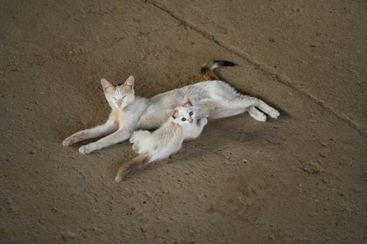 Sleeping cat and little kitten lying on the concrete floor, it's hot.