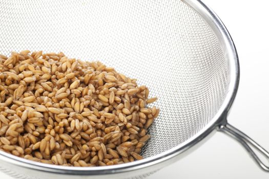Raw spelt wheat grains wet from just being  rinsed in strainer.