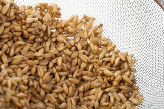Raw spelt wheat grains wet from just being  rinsed in strainer.