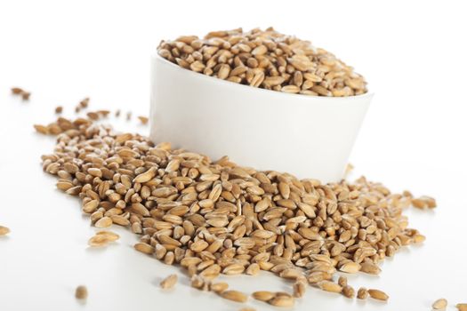 Raw healthy spelt wheat seeds in a white bowl.