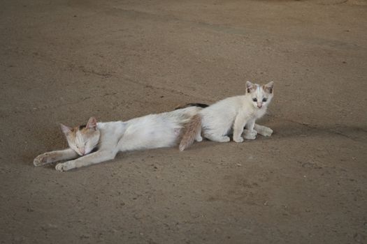 Sleeping cat and little kitten lying on the concrete floor, it's hot.