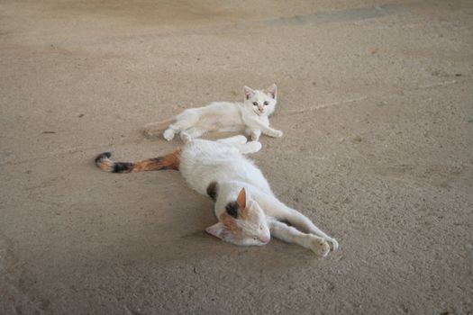 Sleeping cat and little kitten lying on the concrete floor, it's hot.
