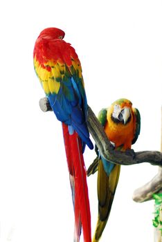 isolated closeup of Golden Red Macaw Bird