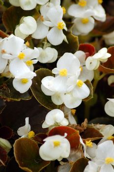 an isolated shot of white begonia flower blooming