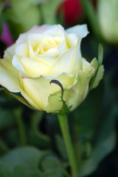 an isolated shot of White Rose Flower