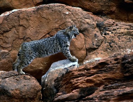 Bobcat on red rocks chasing prety