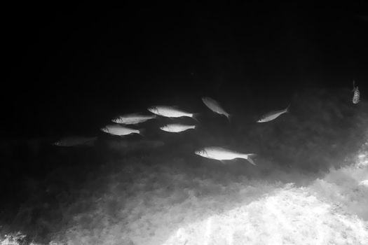 Underwater fish flock Tarashka against the background of the sea floor. Caspian Sea.