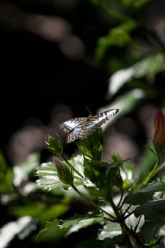 A Butterfly Perched atop a Flower