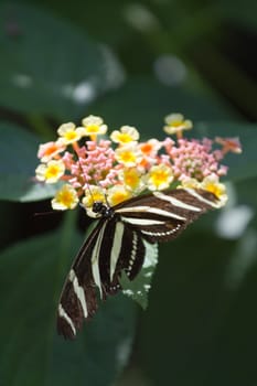 A Butterfly Perched atop a Flower