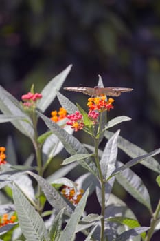 A Butterfly Perched atop a Flower