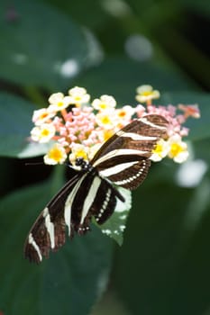 A Butterfly Perched atop a Flower