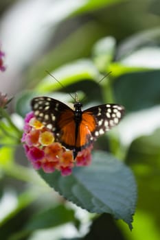 A Butterfly Perched atop a Flower