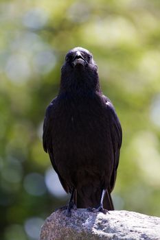 A Crow perched atop a stone