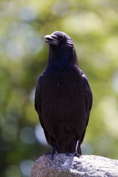 A Crow perched atop a stone