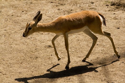 Deer in the plains on warm summer day