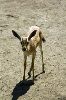 Deer in the plains on warm summer day