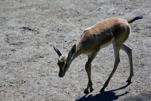 Deer in the plains on warm summer day