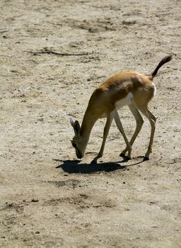 Deer in the plains on warm summer day