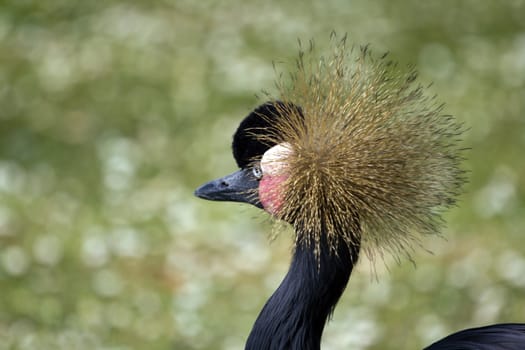 An Exotic Bird at the Lakeside in Summer