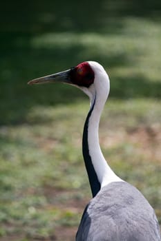 An Exotic Bird at the Lakeside in Summer