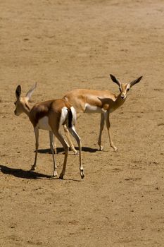 Deer in the plains on warm summer day