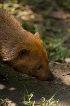 Bush dog sheltering from the warm summer sun