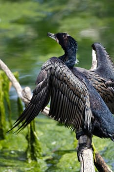 An Exotic Bird at the Lakeside in Summer