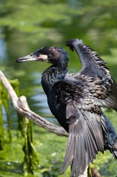 An Exotic Bird at the Lakeside in Summer
