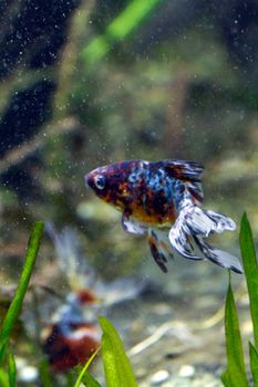 A Goldfish in an aquarium in Europe