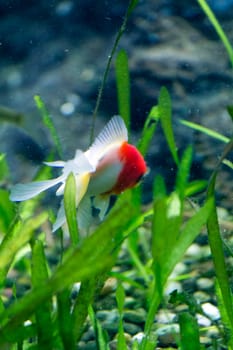 A Goldfish in an aquarium in Europe