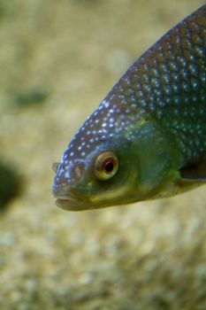 A fish in an aquarium in Europe