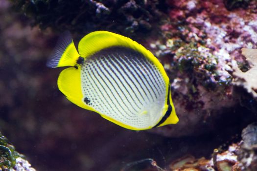 A Goldfish in an aquarium in Europe