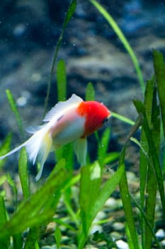 A Goldfish in an aquarium in Europe