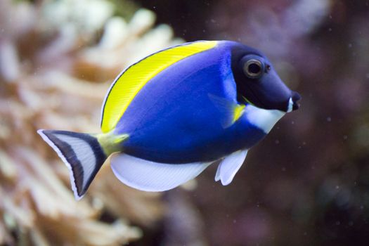 A Goldfish in an aquarium in Europe