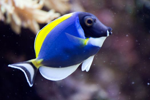 A Goldfish in an aquarium in Europe