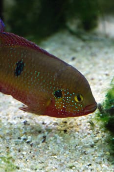 A Goldfish in an aquarium in Europe